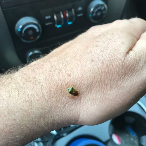 Red-cross Shield Bug