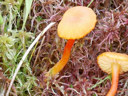 bog waxcap