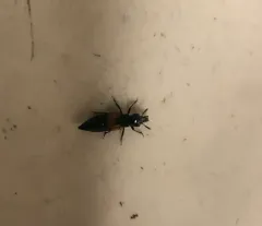 Oxyporus rufipennis thumbnail 1