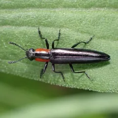 Slender Lizard Beetle thumbnail 4