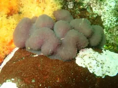 Eudistoma purpuropunctatum thumbnail 1