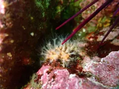 Thrombophyton trachydermum thumbnail 2