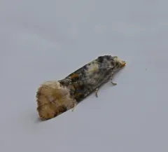 Birch Conch thumbnail 3