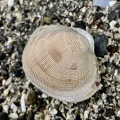 Pacific Littleneck Clam thumbnail 2