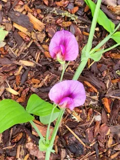 Tangier Pea thumbnail 2