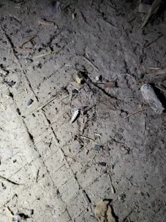 Hoptree Borer Moth thumbnail 3