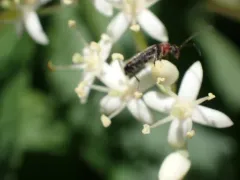 Grammoptera haematites thumbnail 3