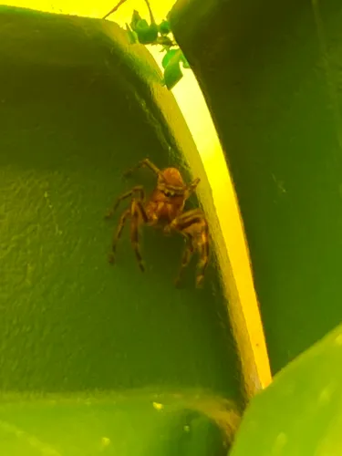 Phidippus pius