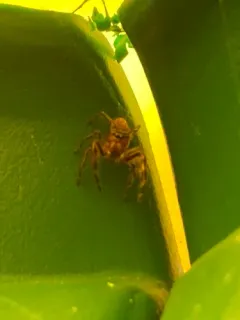 Phidippus pius thumbnail 1