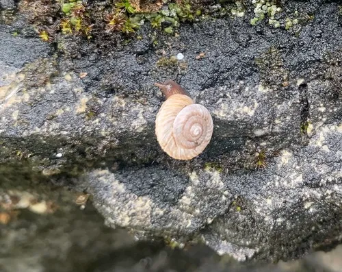 Deep Slide Mountainsnail