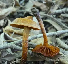 Cortinarius distans thumbnail 1