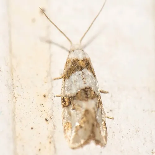 Silver-bordered Aethes