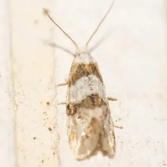 Silver-bordered Aethes thumbnail 1