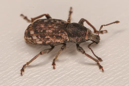 Dyslobus bakeri