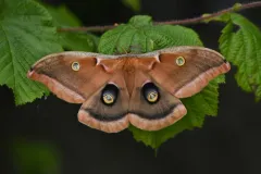 Polyphemus Moth thumbnail 1