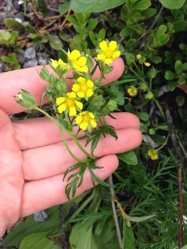 Two-world cinquefoil