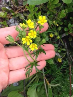 Two-world cinquefoil thumbnail 1