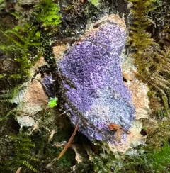 Nectriopsis violacea thumbnail 2