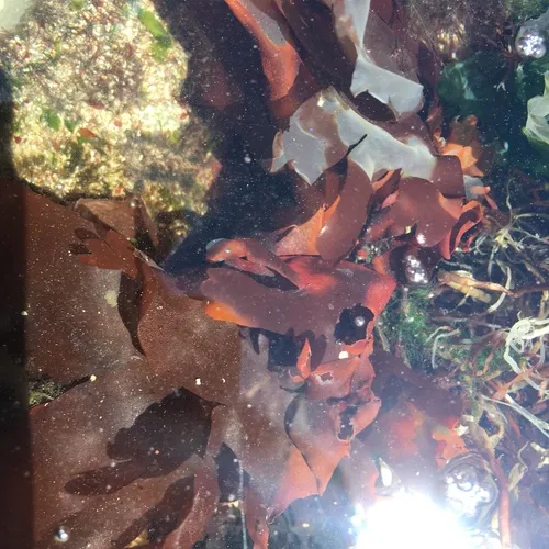 Dulse