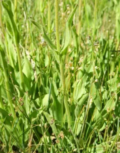 twin arnica thumbnail 3