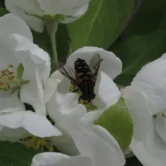 Black-margined Marsh Fly thumbnail 4