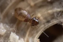 Reticulate-Winged Trogiid thumbnail 3