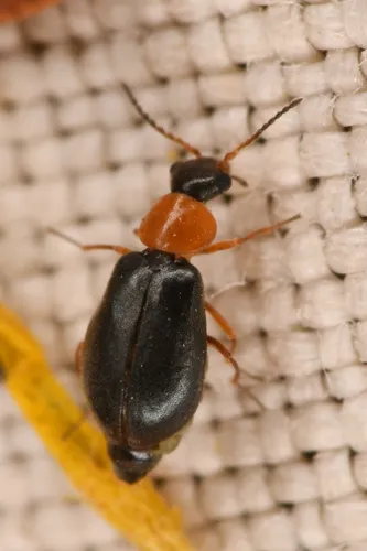 Bicoloured Soft-winged Flower Beetle