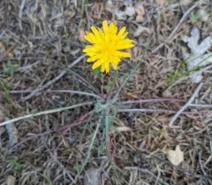 spearleaf agoseris thumbnail 3