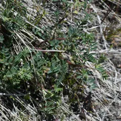 Rattle Milkvetch thumbnail 4