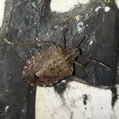 Brown Marmorated Stink Bug thumbnail 3