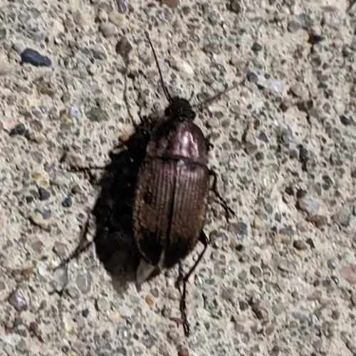 Brown Chlaenius Carabid
