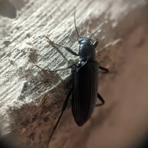 Narrow-necked Strongylium