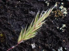 small sweet vernal grass thumbnail 2