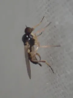 Leptopeza disparilis thumbnail 2