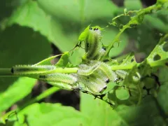 Spiny Ash Sawfly thumbnail 1