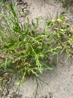 Syrian Mustard thumbnail 2