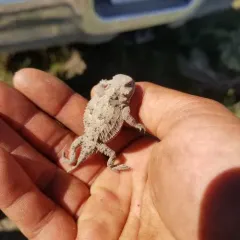 Greater Short-horned Lizard thumbnail 2