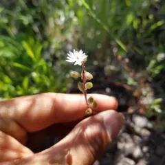 slender woodland star thumbnail 1