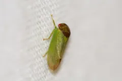 oak leafhopper thumbnail 2