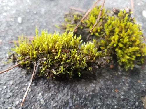 Pohlia filum