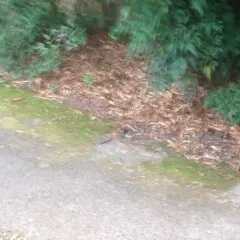 Dark-eyed Junco thumbnail 1
