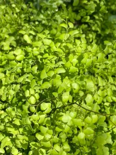 black maidenhair fern thumbnail 3