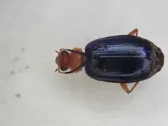 Lebia atriventris thumbnail 3