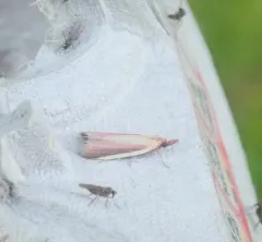 Carmine Snout thumbnail 1