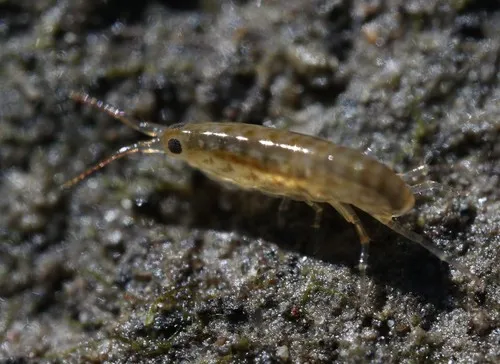 Cordgrass Marshhopper