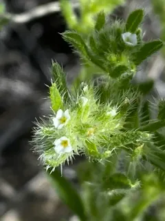 Kelsey's Cat's-eye thumbnail 3