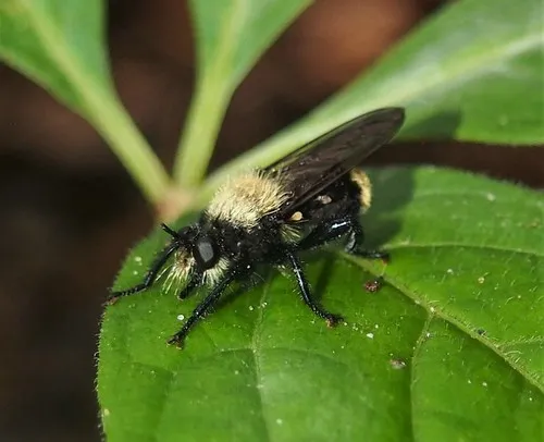 Black-waisted Laphria
