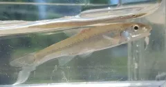 Silverjaw Minnow thumbnail 2