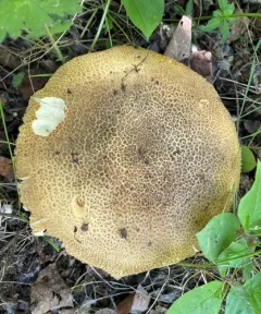 Stropharia kauffmanii thumbnail 2