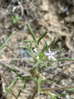 dwarf ipomopsis thumbnail 4